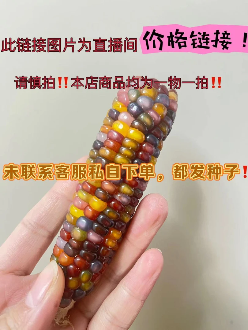一物一拍挂件文玩玉米直播间专用链接