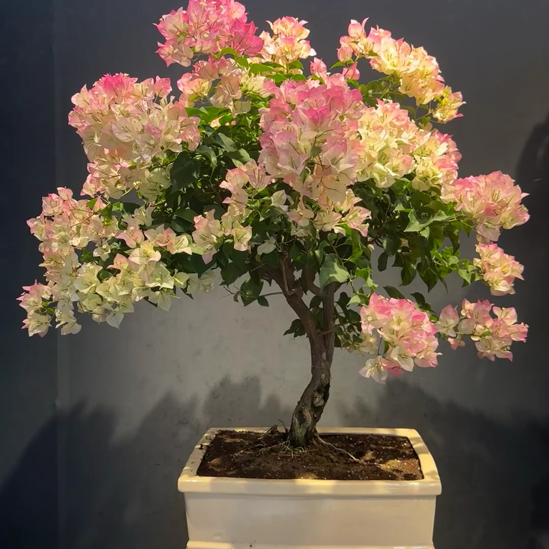 三角梅各种彩花一物一拍 运输途中落花落叶均属正常 介意勿拍