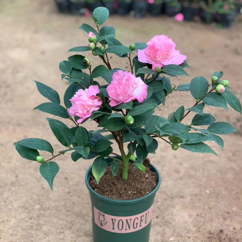 香妃山茶花树苗盆栽浓香型植物带花苞庭院室内四季开花卉五色赤丹