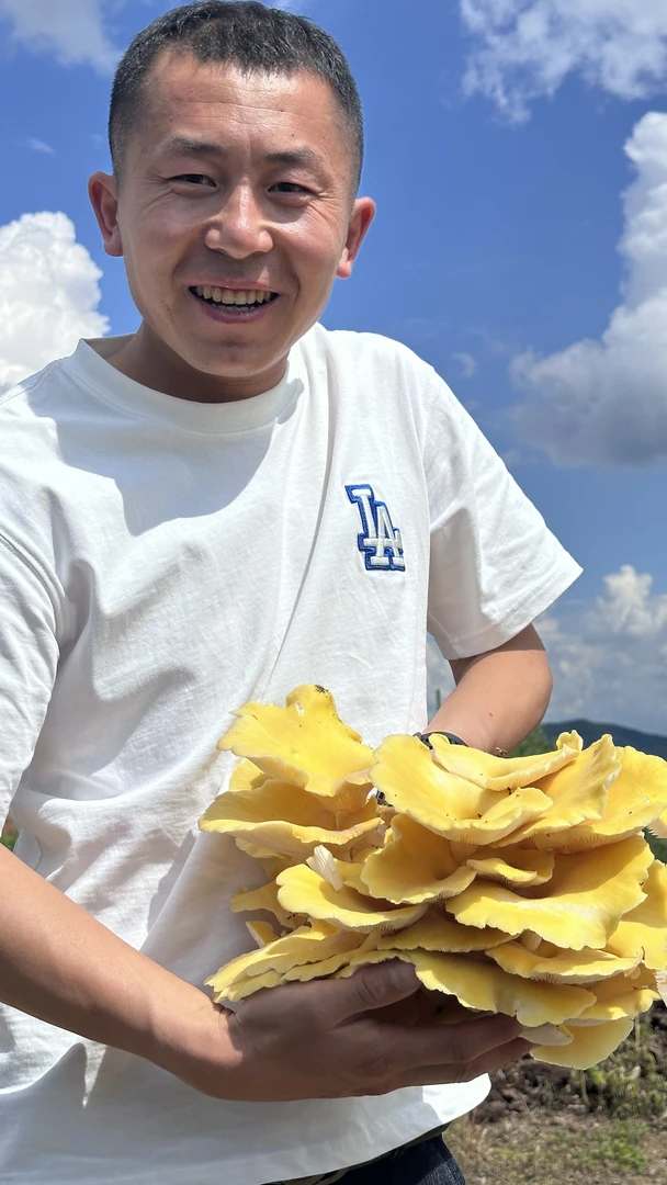 东北黑龙江农户榆黄蘑250g