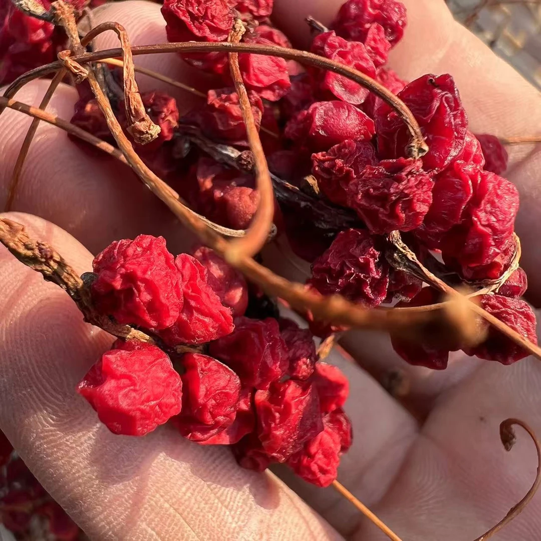 新东北农户采摘野生五味子