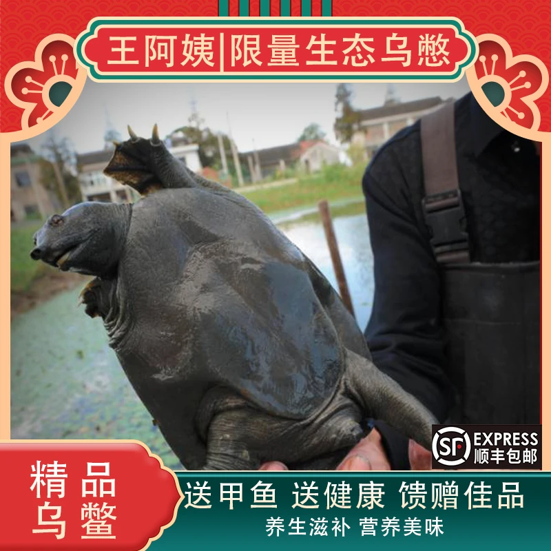 【限量乌憋】乌鳖野外生态放养肉质紧实口感粘顺丰包邮甲鱼甲鱼盒装