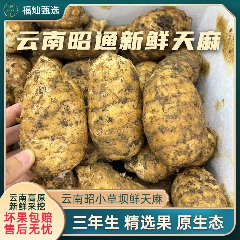 【鲜天麻】 正宗云南昭通新鲜天麻  仿野种植 煲汤营养 坏果包赔