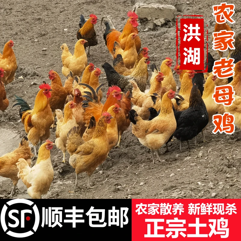 顺丰包邮洪湖农家老母鸡土鸡生态散养正宗走地鸡新鲜现杀整只土鸡