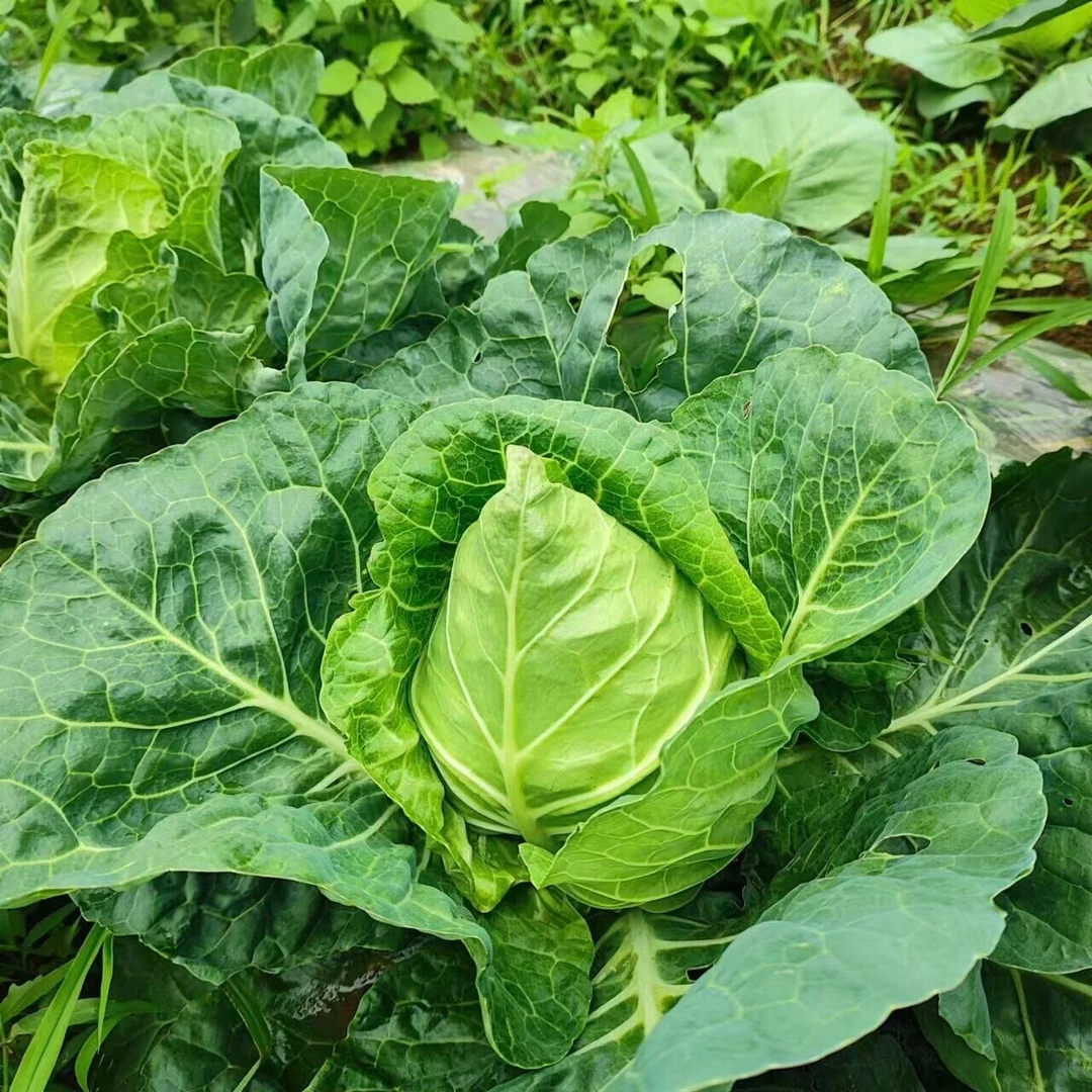 牛心甘蓝包菜种籽四季春季包心菜卷心菜阳台蔬菜种植菜种籽菜种子