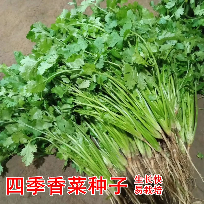 【划拉哥】四季香菜种子阳台室内花卉盆栽香菜蔬菜种子四季可播种籽