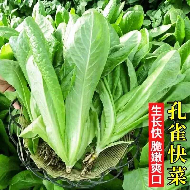 孔雀菜快菜营养生菜种子水培四季孔雀菜籽农家阳台蔬菜种子早熟