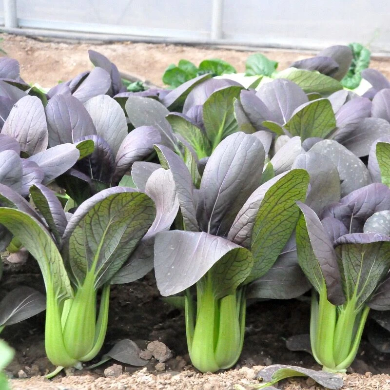紫贝油菜种籽紫色红油菜种孑盆栽小青菜四季菜园种植秋后蔬菜种子