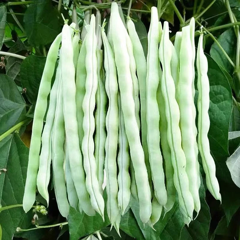 四季九粒白芸豆种子白不老豆角种籽孑早熟春秋季四季豆角种子