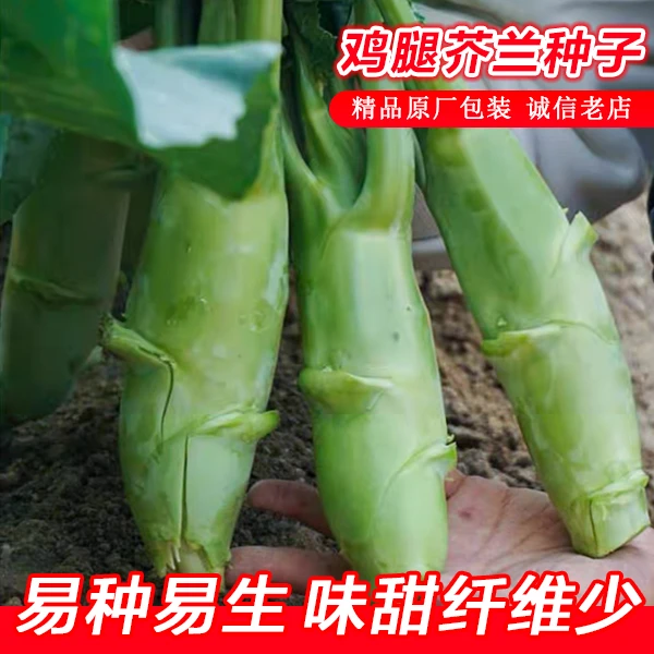 鸡腿芥兰种籽中粗芥蓝夏秋耐热农家菜园种植蔬菜种子菜种籽