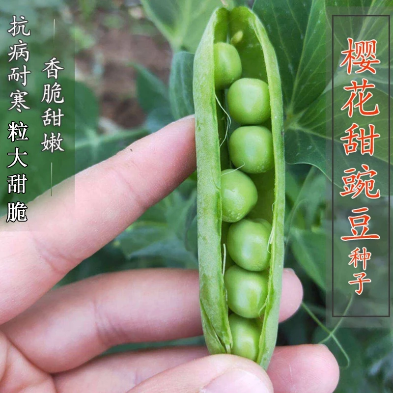 豌豆豆种甜豌豆种子四季豌豆蔬菜孑甜豌豆种籽盆栽菜种