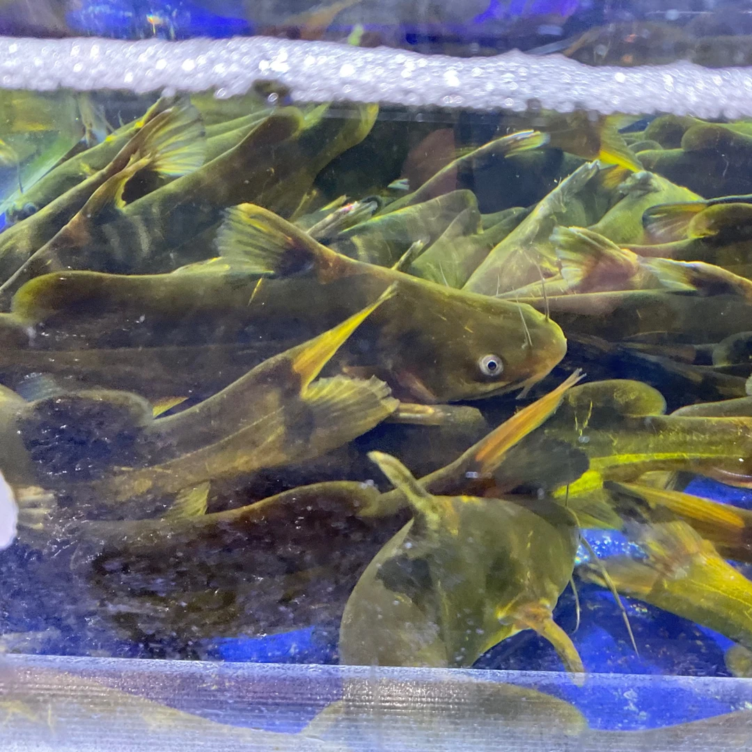 【然然妈海鲜】鲜活嘎鱼（约500g2-4条默认宰杀