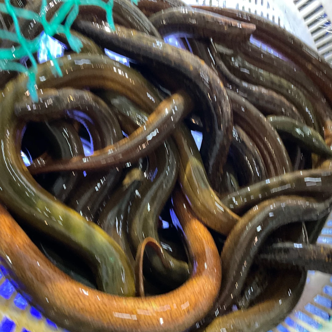【然然妈海鲜】鲜活黄鳝约500g默认宰杀）2条-3条