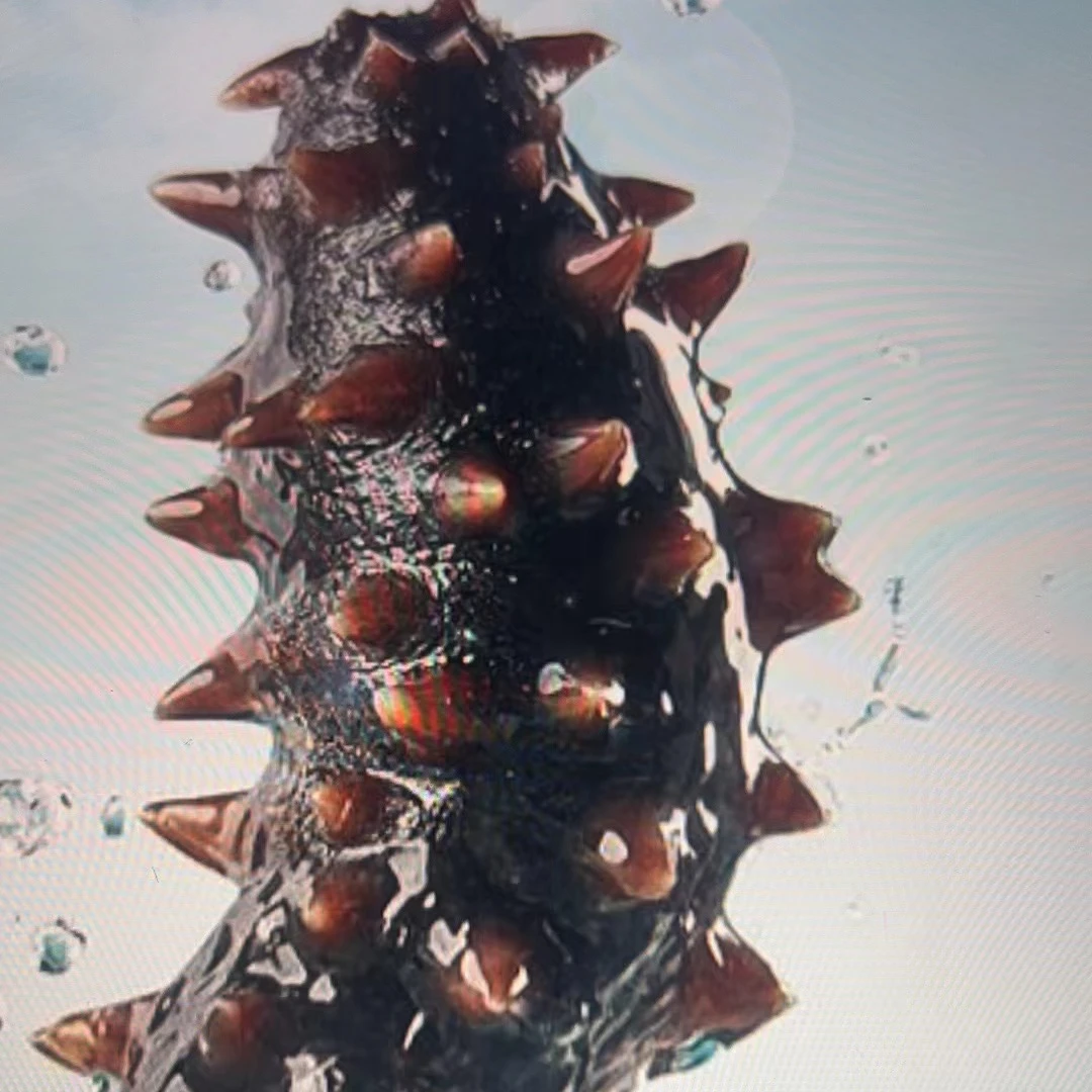 【然然妈海鲜】即食海参（约450g一袋6-8个）