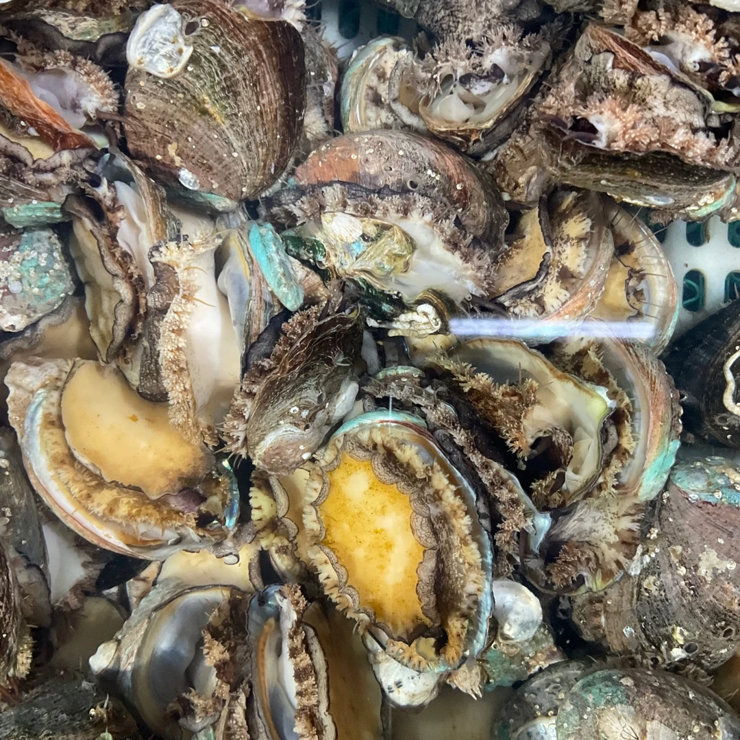 【然然妈海鲜】鲜活小鲍鱼（约500g15只）