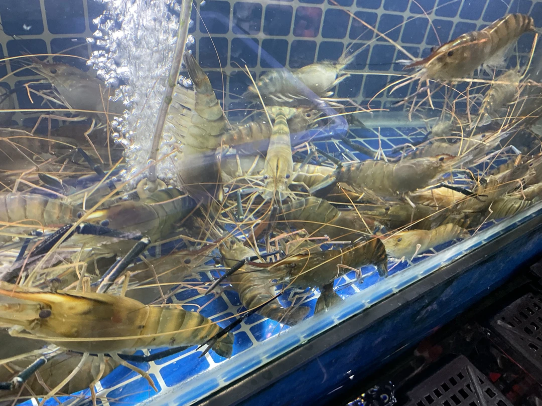 【然然妈海鲜】鲜活罗氏虾（约500g)15-20只鲜活发货到家不包活