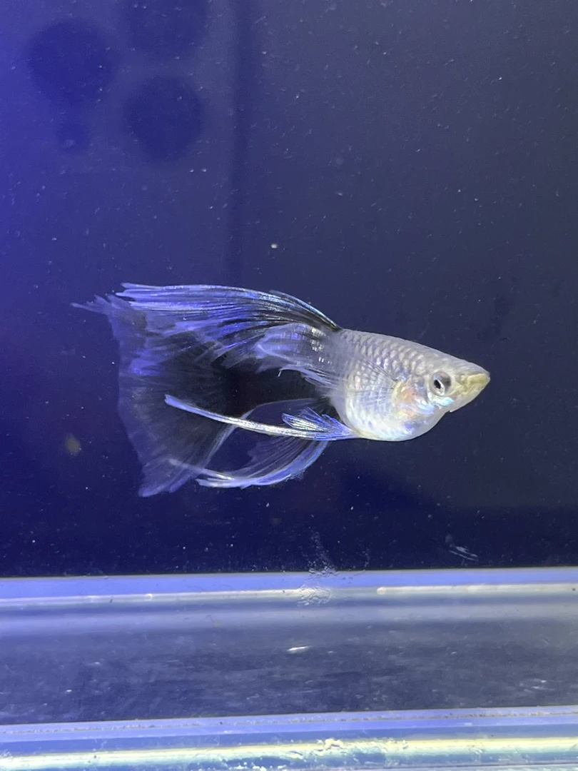 孔雀鱼蓝礼服大c粗挑