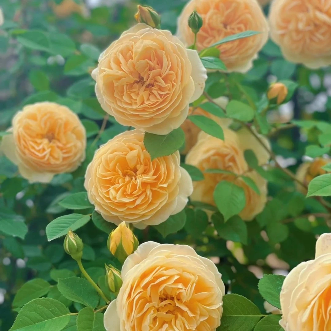 欢笑格鲁吉亚奥斯汀四季大花浓香爬藤玫瑰耐寒藤本月季蔷薇花大苗