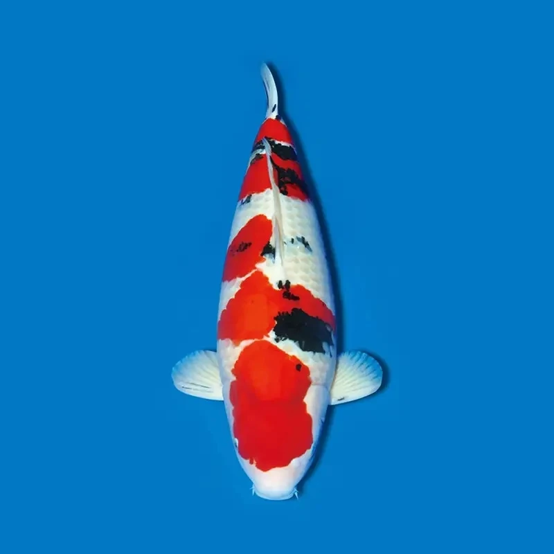 板井血统留养级锦鲤鱼