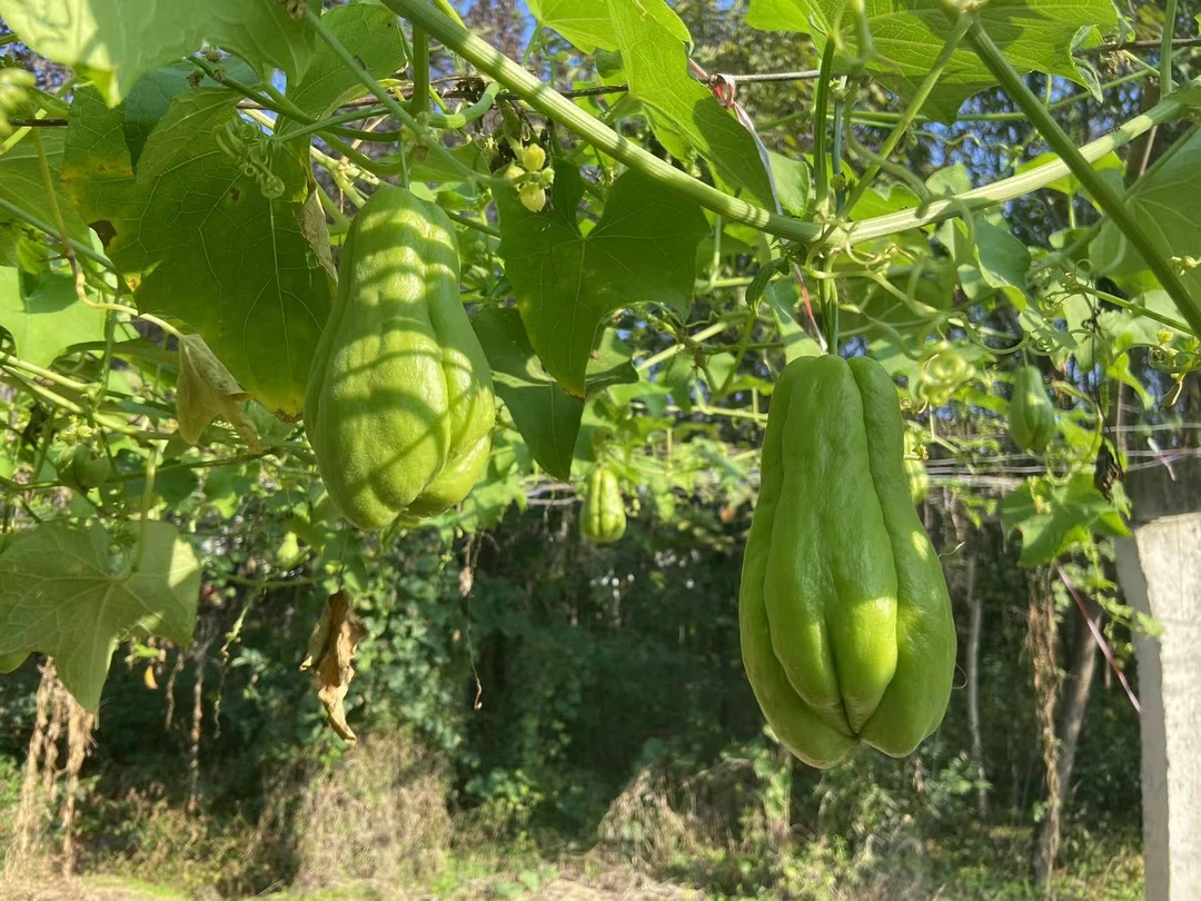 现摘佛手瓜净重5斤发货