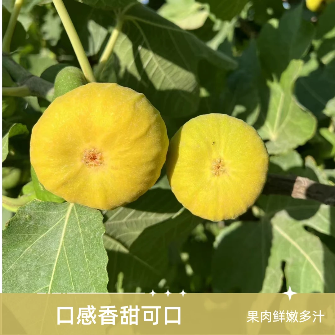 新疆糖包子甜美爽口无花果12枚24枚顺丰特快