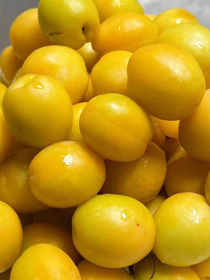 【普通快递 现货】新疆小白杏净重3斤发货