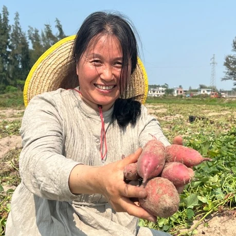 海南桥头地瓜红薯净重5斤