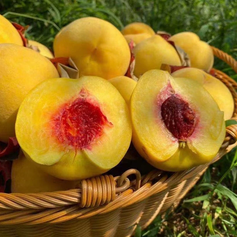 蒙阴锦绣黄桃净重4.5-5斤京东发货