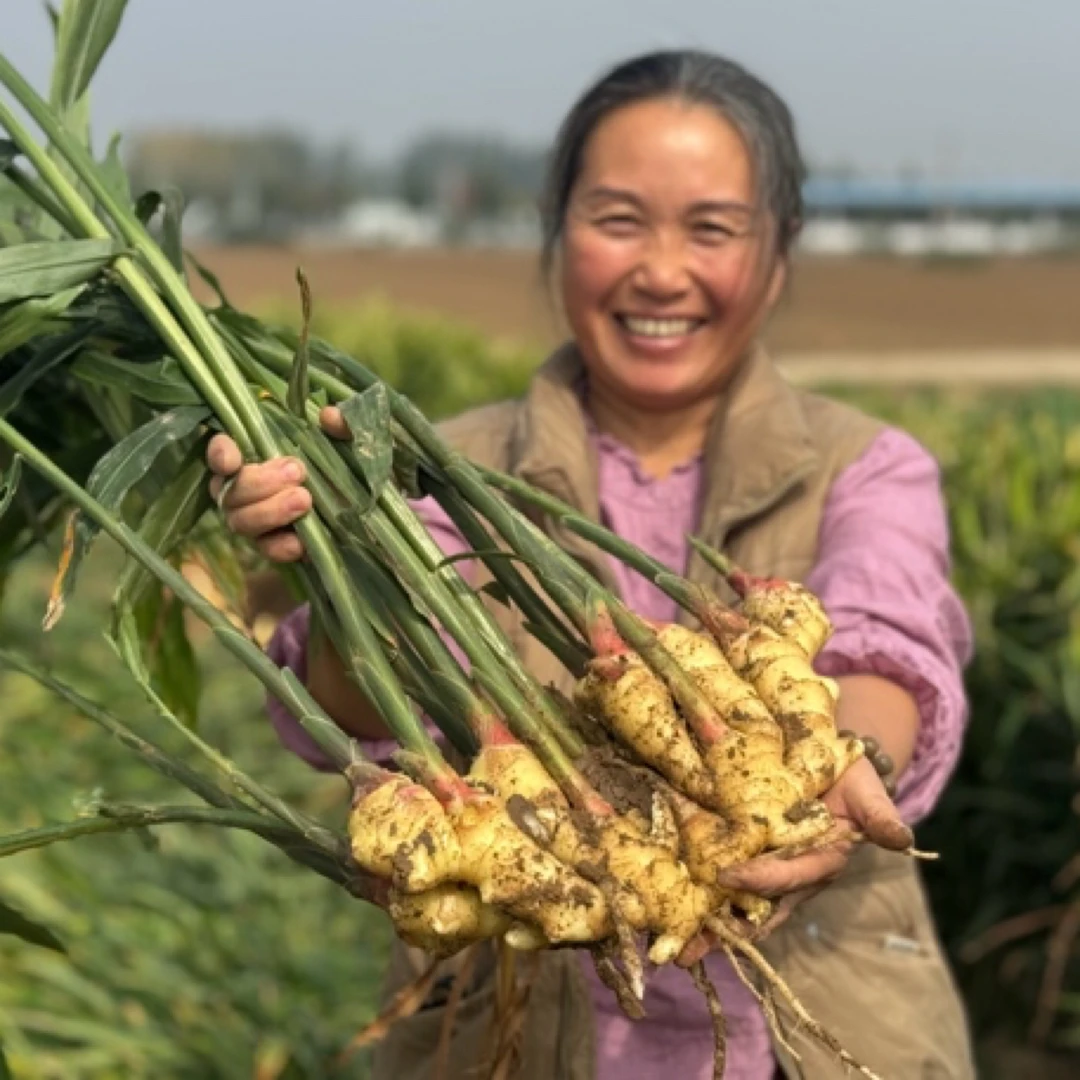 河南大黄姜鲜姜嫩姜净重5斤包邮
