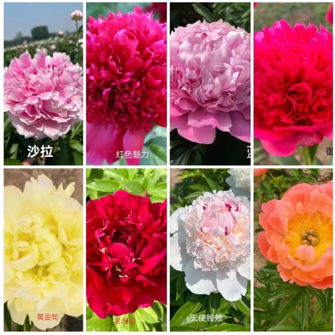 洛阳牡丹(时韵）裸根苗基地直发开花种植施肥植株移栽养护修剪补水