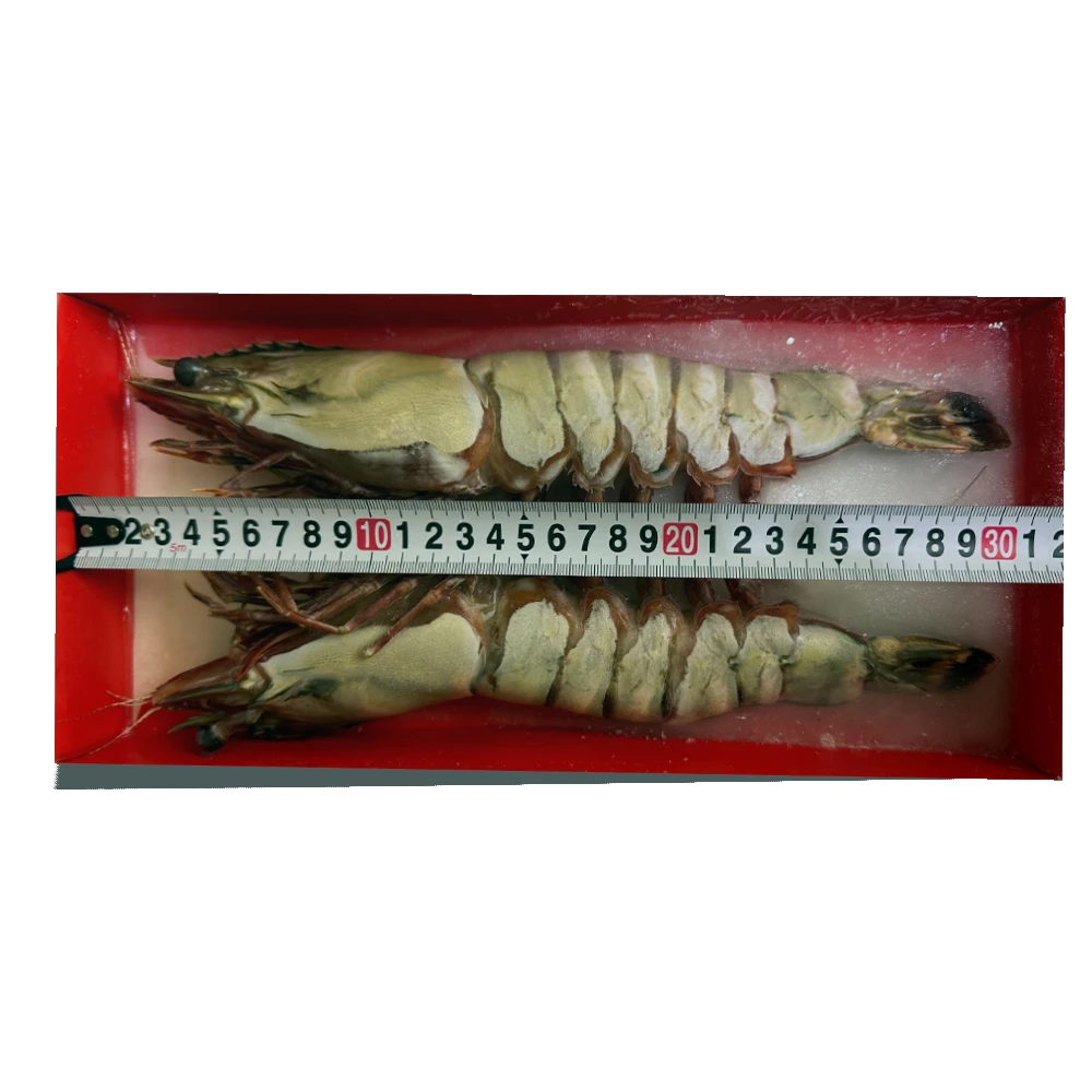 【野生超大黑虎虾约7/8两】新鲜大虾鲜活老虎虾冷冻特大基围斑节虾