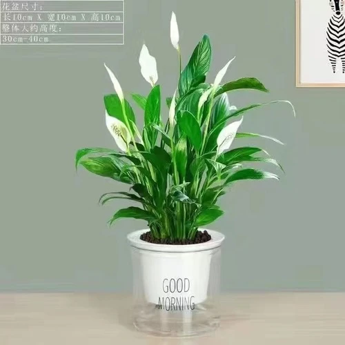白掌盆栽一帆风顺水培植物室内好养花卉大盆绿植水养红掌四季开花