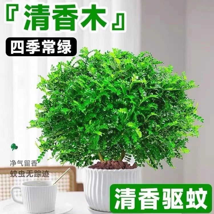 驱蚊驱虫清香胡椒木盆栽花卉提神好养室内绿植四季常青净化空气木