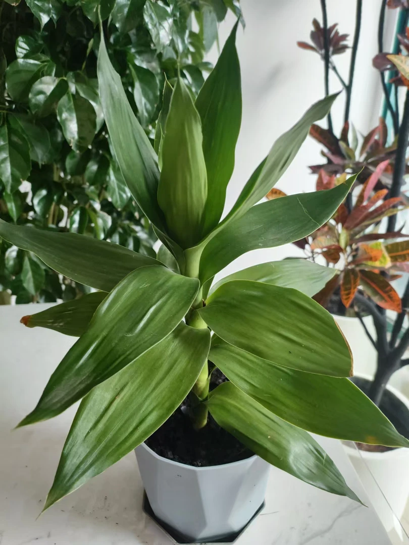 【观音竹】四季室内室外