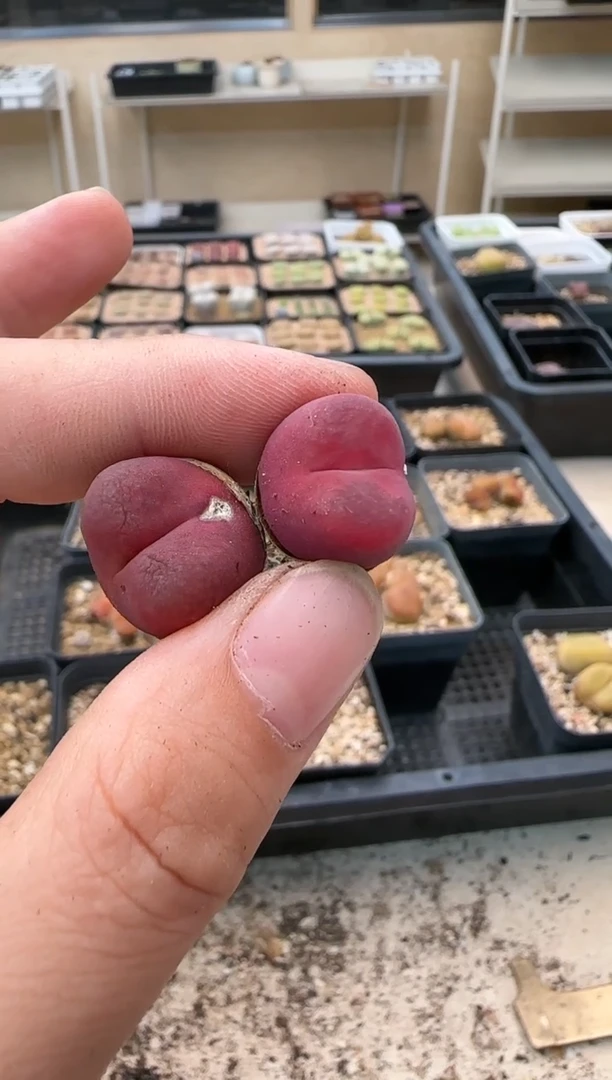 【闪购商品】16-300