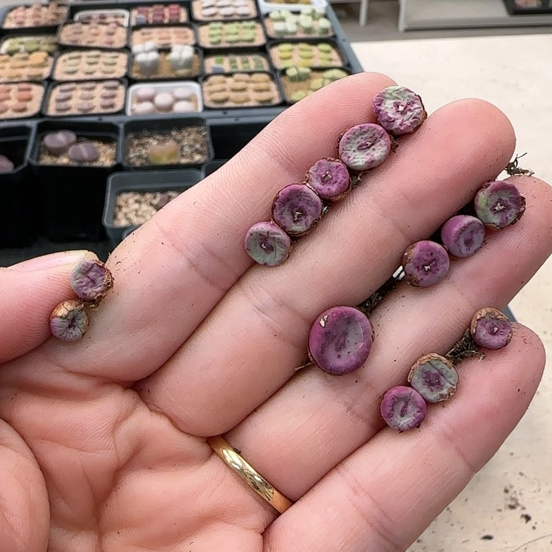 【闪购商品】希*16-262ppppppp