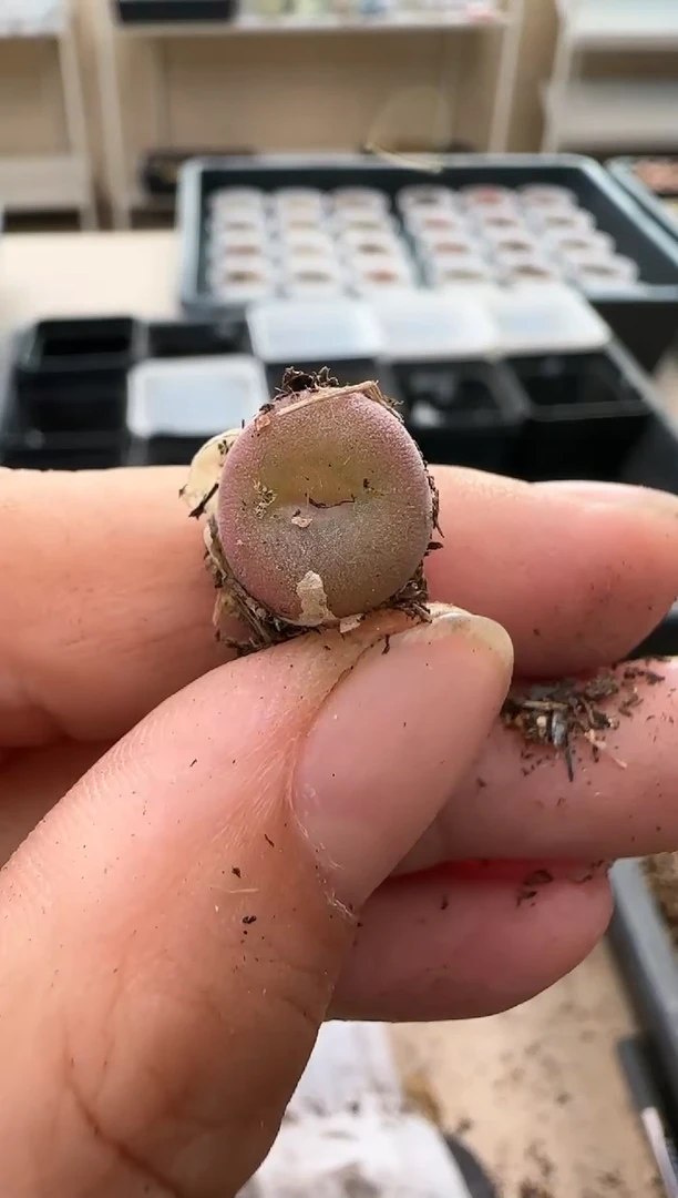 【闪购商品】18.235