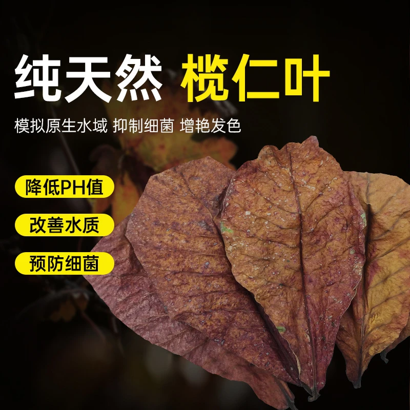 25*10厘米榄仁叶中大号 降低PH值 自然杀菌榄人叶水质调理10片