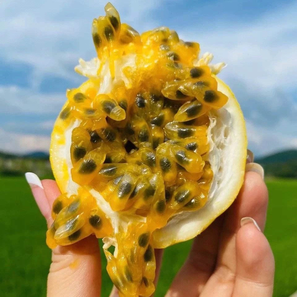 钦蜜九号黄金百香果1盒600g左右