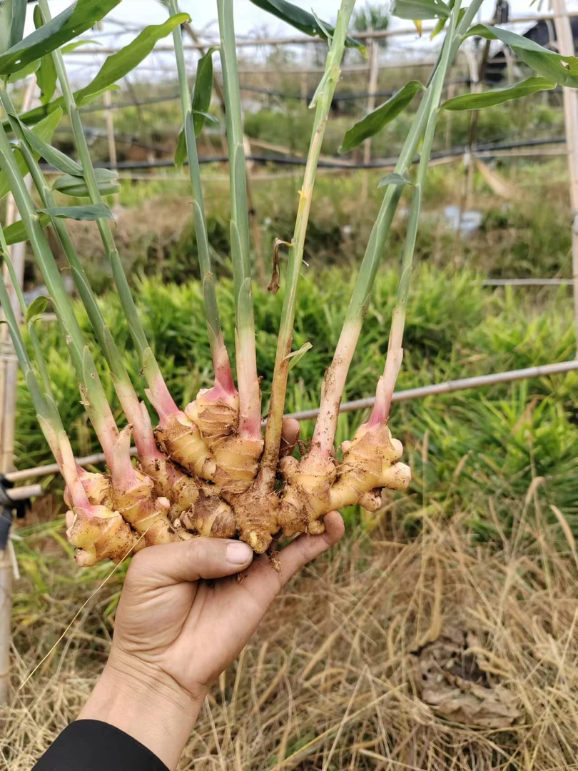贵州高山农家二黄姜