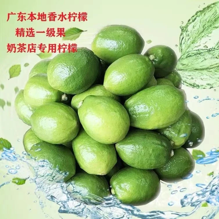新鲜现摘广东香水柠檬无籽奶茶店专用一级果厚皮浓香商用包邮皮薄