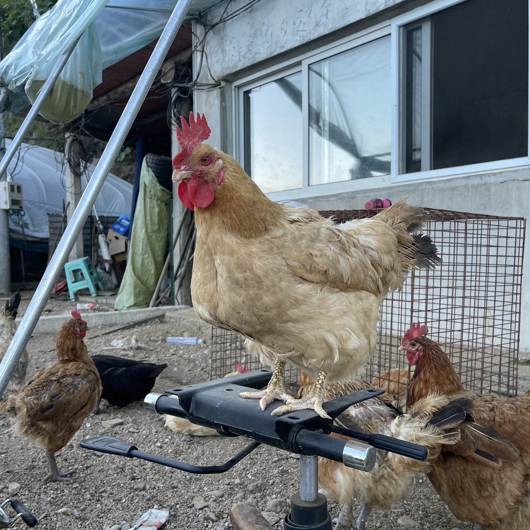 啊吉吉农家散养母鸡三年老母鸡营养鸡汤月子鸡黄油老母鸡