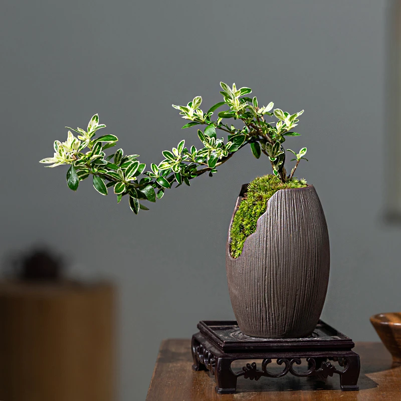 六月雪盆景室内绿植花卉盆栽悬崖老桩四季好养植物客厅桌面摆件花