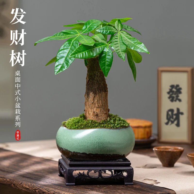 发财树盆景室内绿植花卉盆栽客厅办公室桌面四季好养招财植物摆件