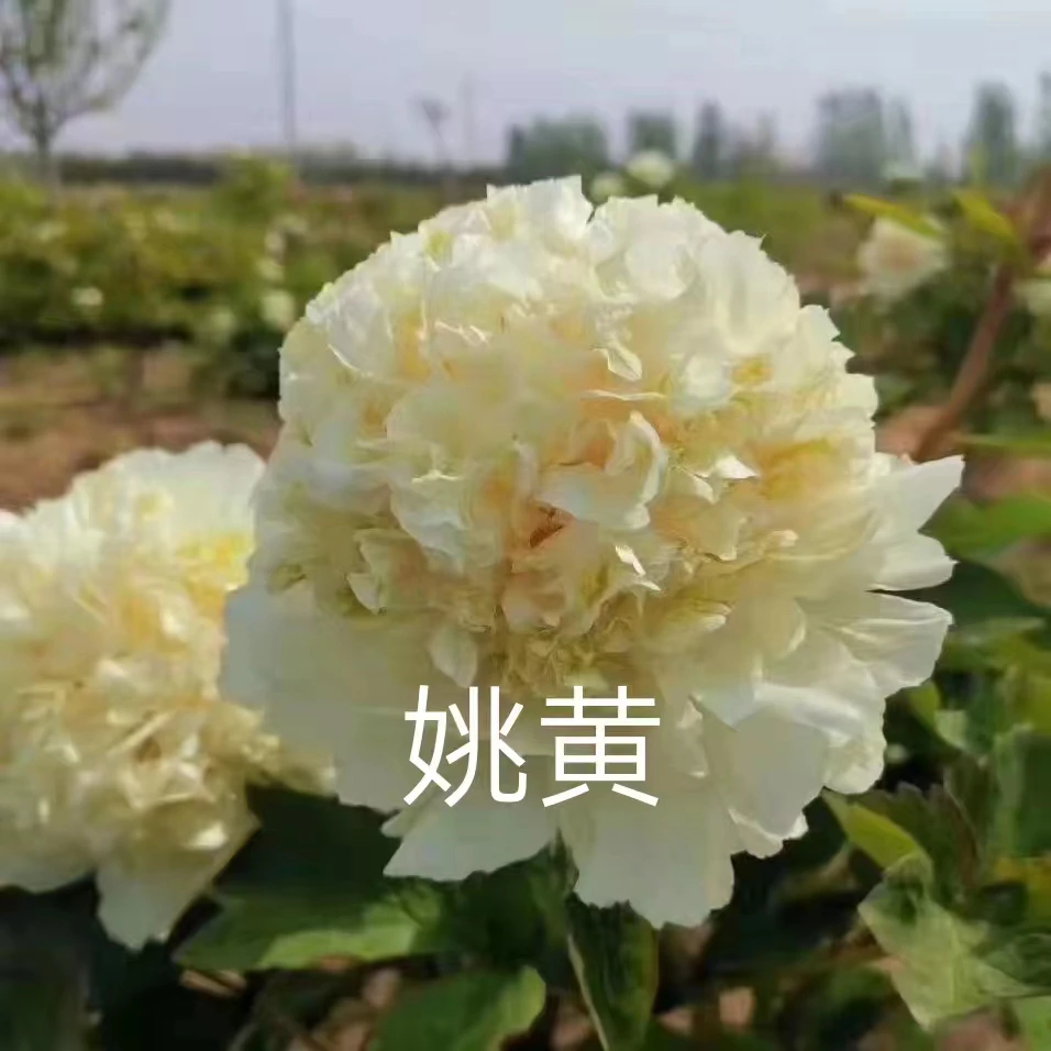 四大名品姚黄魏紫豆绿赵粉一组盆栽地栽