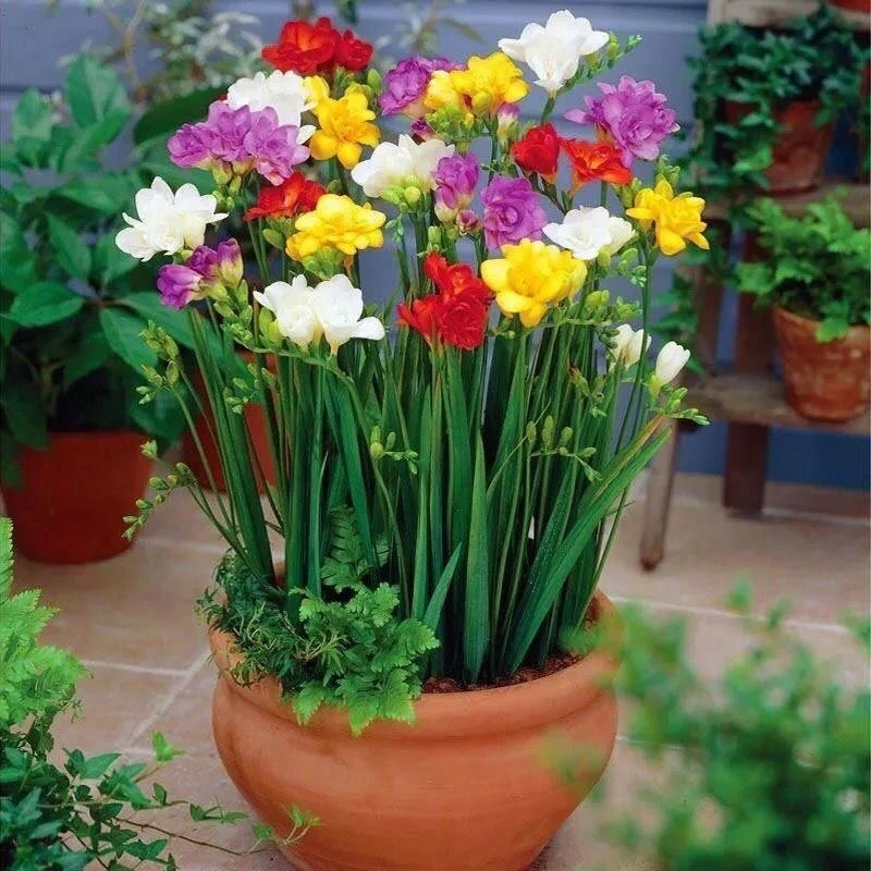 重瓣香雪兰种球四季开花小苍兰室内盆栽花卉植物易种好养活花种子