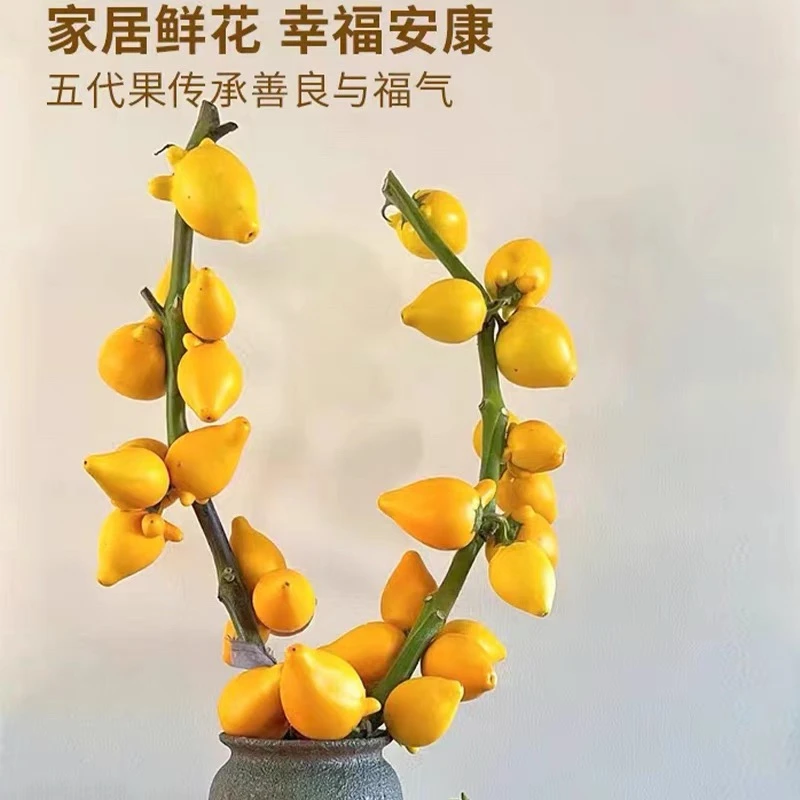 【五代果】金玉满堂果福禄果小猪佩奇室内摆件装饰观赏年宵花
