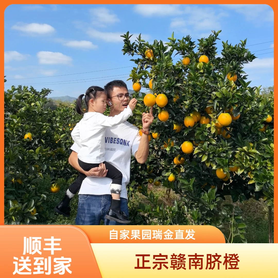 顺丰到家正宗赣南脐橙江西自家果园现摘现发当季橙子产地直发精果