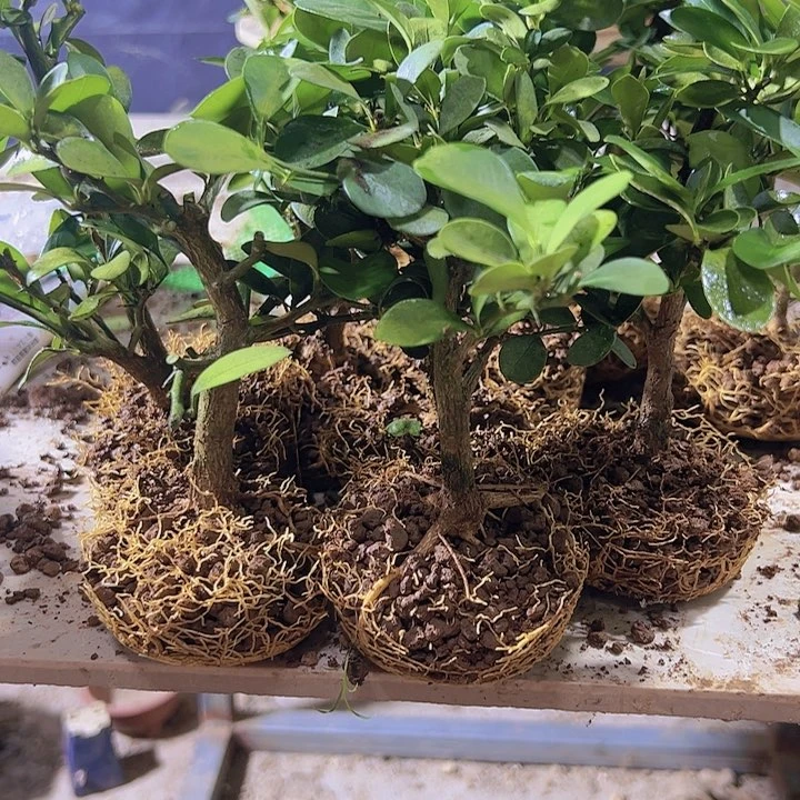 橙*趣味把玩diy小苗