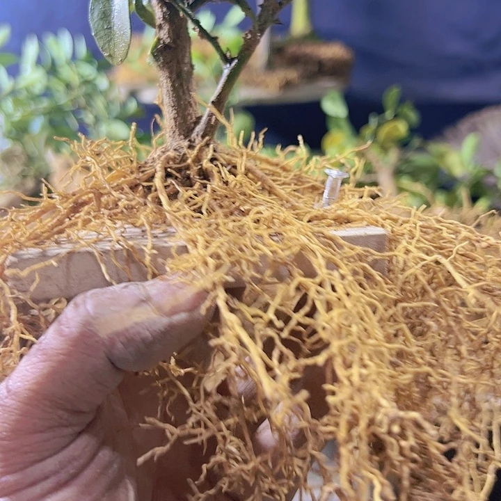 背*趣味把玩diy小苗